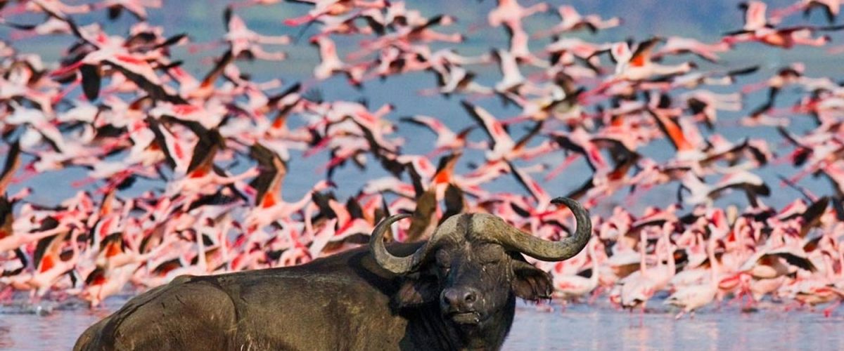 3-Days-Lake-Naivasha-Lake-Nakuru-Wildlife-Safari-tour-1