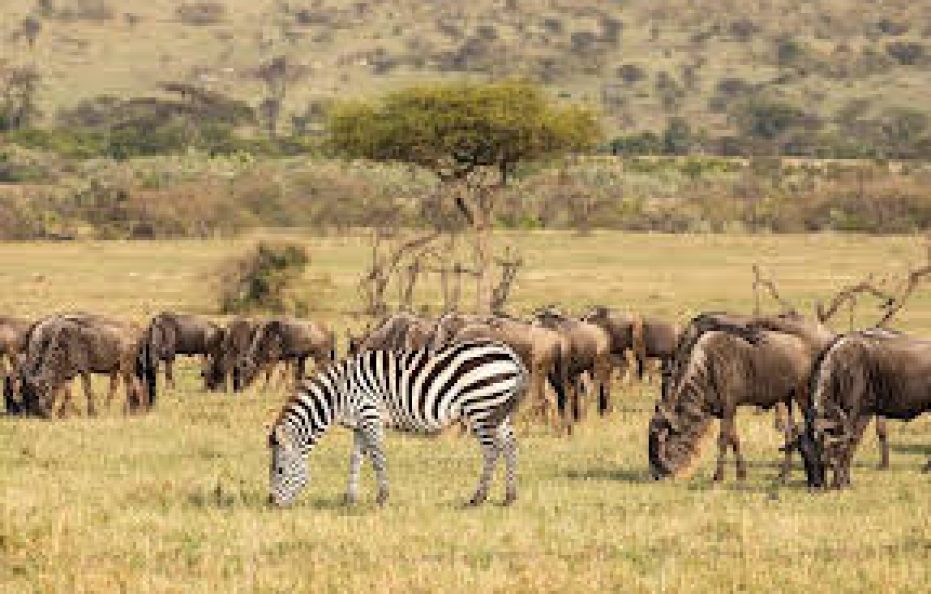 Tayari Luxury Tented Camp – Masai Mara